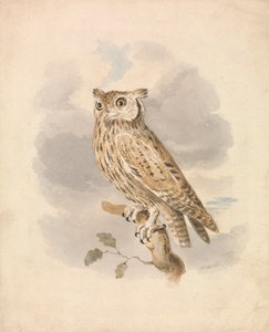Dwergooruil