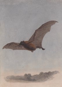 Studie van een vampiervleermuis door Samuel Howitt