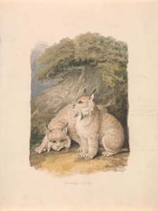 De Canadese Lynx uit het Leven door Samuel Howitt