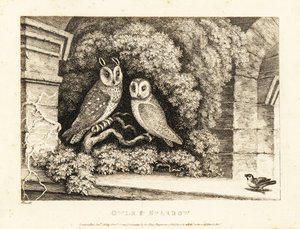 Twee uilen en een mus. 1811 (ets)