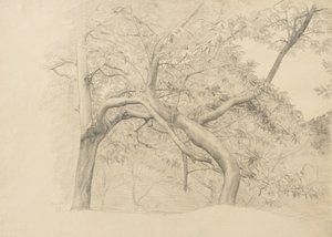 Een struikgewas van bomen in blad, 1884 door Samuel Isham