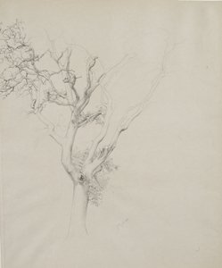 Boomstudie, 1884
