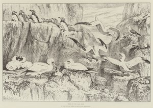 Vogels op de Bass Rock, in het Natuurhistorisch Museum, South Kensington door Samuel John Carter