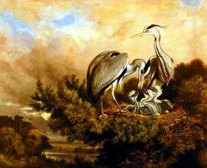 Reiger die hun jongen voedt in een dennenboom
