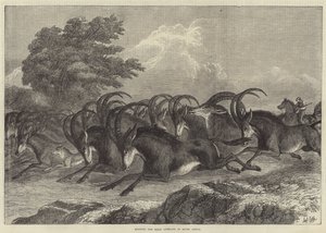 Jacht op de sabelantilope in Zuid-Afrika