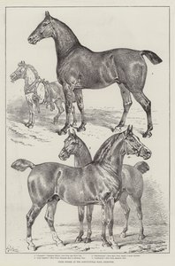 Prijswinnaars op de landbouwtentoonstelling, Islington