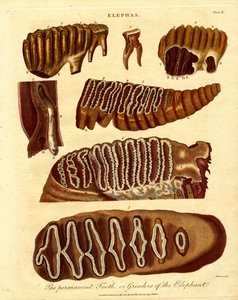 De permanente tanden; of slijpers van de olifant door Samuel John Neele