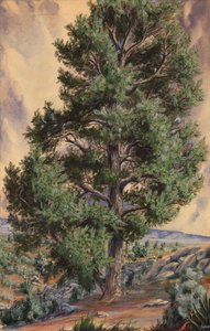 Dennenboom door Sandow