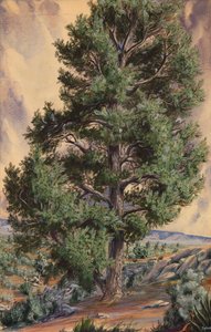 Pijnboom, n.d. door Sandow