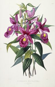 Sobralia Macrantha, ca. 1837-43 door Miss Drake