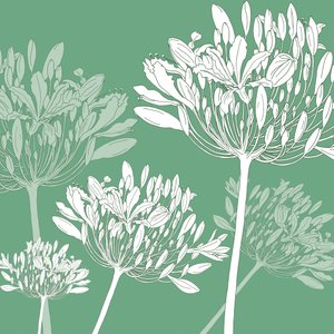 Agapanthus bries, 2005