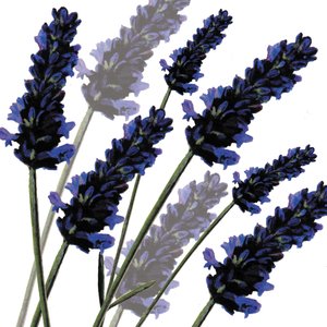 Zoete lavendel, 2004 door Sarah Hough