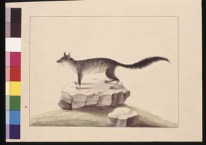 Pagina 10. Tapoa Tafa. Nu bekend als een Borstelstaart Phascogale, c.1789-90