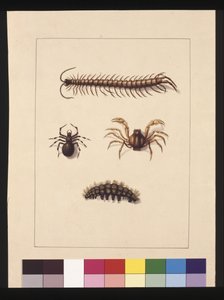 Pagina 11. Insecten van New South Wales. Nu bekend als gewone duizendpoot, spin geslacht Isopeda, soldatenkrab, rups, c.1789-90