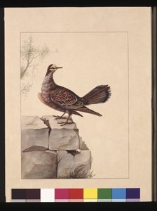 Pagina 15. Goudvleugelige Duif. Nu bekend als een Bosbronsvleugelduif, ca. 1789-90 door Sarah Stone