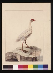 Pagina 16. Witte Fulica. Nu bekend als een Witte Gallinule (uitgestorven)