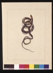 Pagina 20. Slang nr.1. Nu bekend als een Bruine Slang
