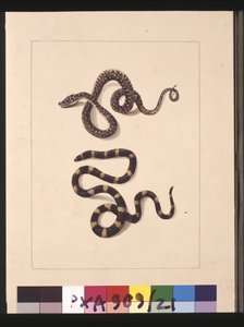Pagina 21. Slangen nr. 1 & nr. 2. Nu bekend als een jonge diamantslang & een bandy bandy, c.1789-90