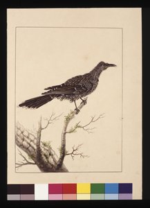 Pagina 26. Leliebijvogel vrouwtje. Nu bekend als een Kleine Lelievogel, c.1789-90