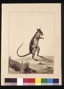 Pagina 27. Poto Roo of Kangoeroerat. Nu bekend als een Roodbruine Ratkangoeroe, ca. 1789-90