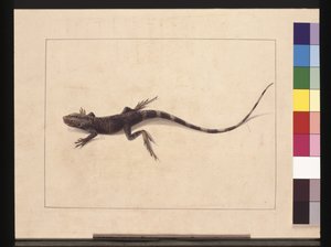 Pagina 31. Muricated Hagedis. Nu bekend als een boomdraak, c.1789-90