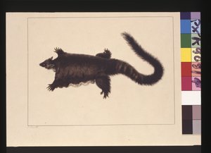 Pagina 4. Hepoona Roo: Gesigneerd l.l. buiten kaderlijn S. Smith. Nu bekend als een Grote glider possum, ca. 1789-90
