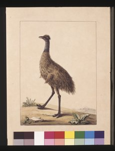 Pagina 7. Nieuw-Hollandse Kasuaris. Nu bekend als een Emu, ca. 1789-90