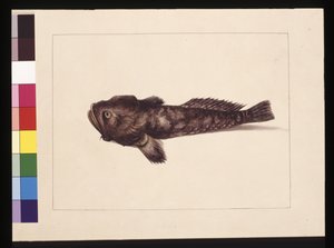 Pagina 8. Twijfelachtige Lophius. Nu bekend als een kikkervis, c.1789-90