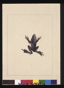 Pagina 9. Blauwe Kikker. Nu bekend als een Groene Boomkikker, ca. 1789-90