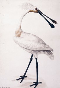 Lepelaar, 1777