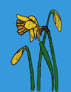 Narcissen door Sarah Thompson Engels