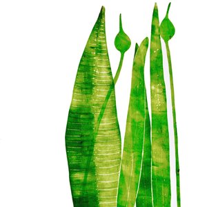 Lange groene dingen