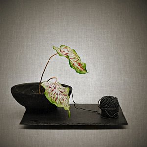  door Saskia Dingemans