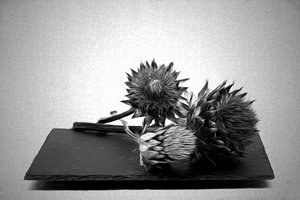  door Saskia Dingemans