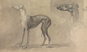 Een Windhond door Sawrey Gilpin