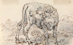 Studie van een Kalf door Sawrey Gilpin