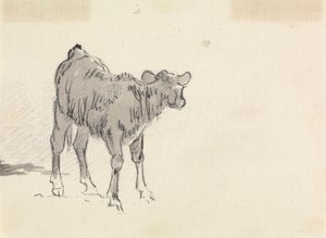Studie van een kalf door Sawrey Gilpin