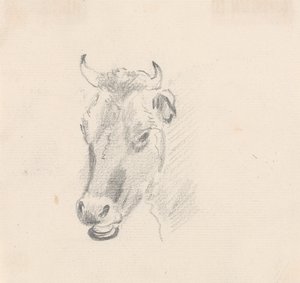 Studie van een koeienkop