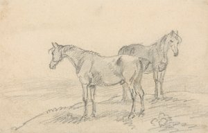 Twee paarden