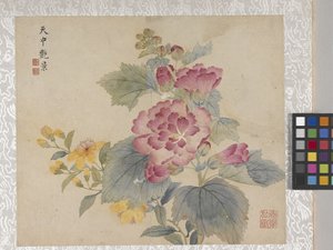 8-bladig album van bloemen, midden 1700s