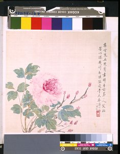 Album van bloemen en vogels