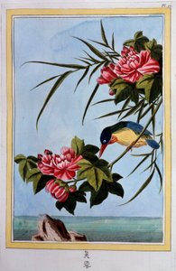 Vogel op een tak (Vogel vliegt?) Gouache uit de 18e eeuw Dijon, gemeentelijke bibliotheek