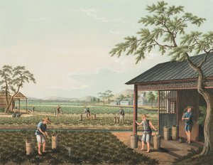 Theeproductie, ca. 1820 door School Chinese