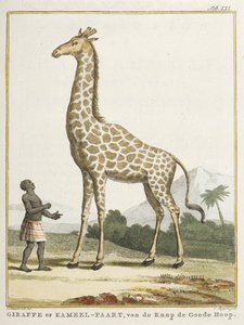 Giraffe of Kameel-paart (illustratie uit 