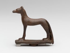 Jakhals of hond