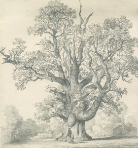 Needwood - Swilcar Oak: potloodtekening