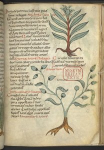 Cucumeris; Cannabis, uit 