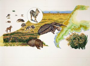 Argentinië, de Pampas