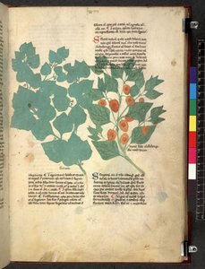 Tractatus de herbis (Kruidenboek) c.1280-1310 door School Italian