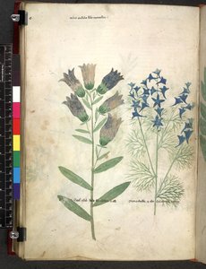 Tractatus de herbis (Kruidenboek) c.1280-1310 door School Italian